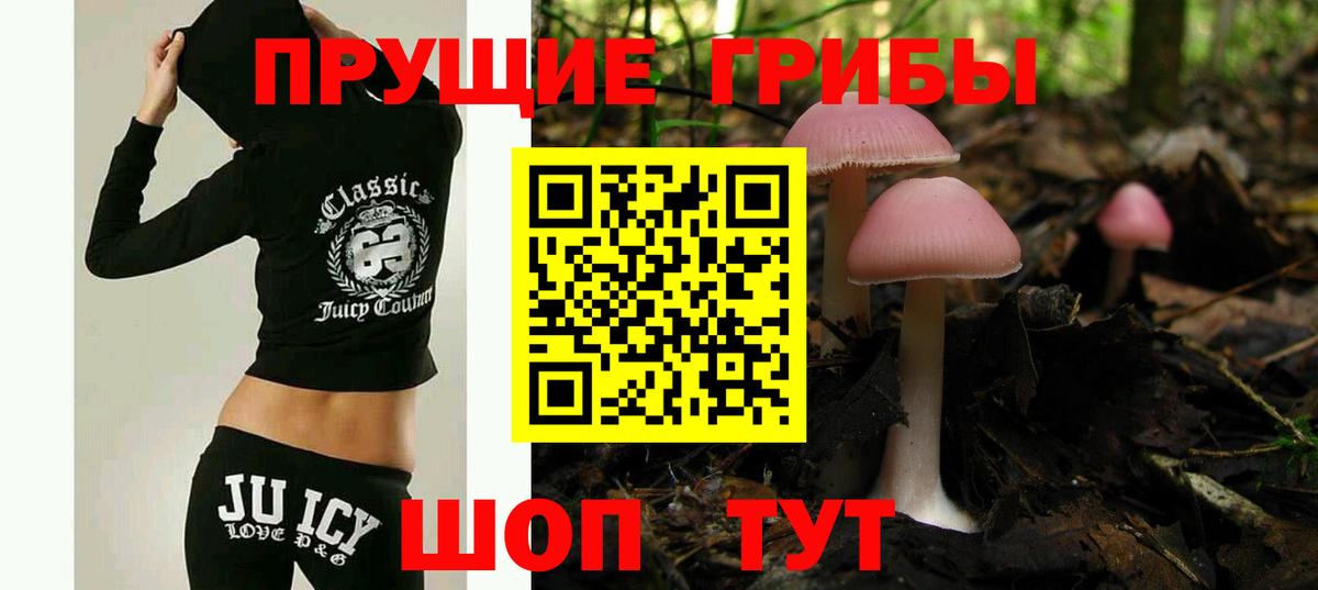 Псилоцибиновые грибы Psilocybe Кубинка